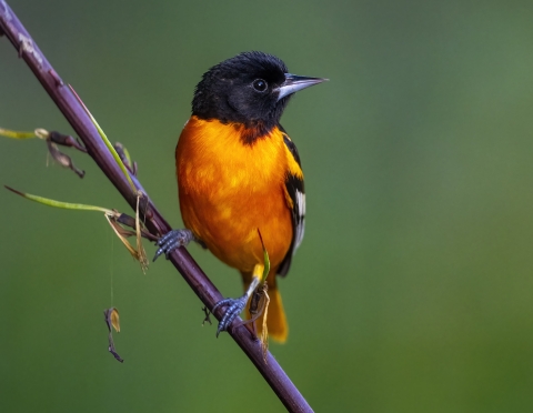 orange and black bird in tree