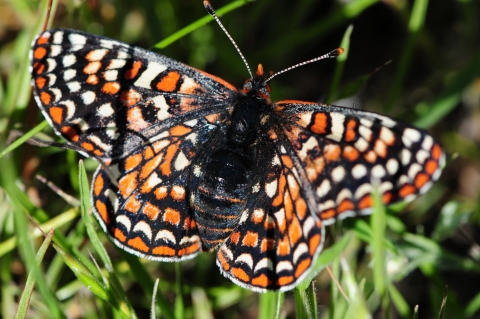 a bay checkerspot butterfly on grass