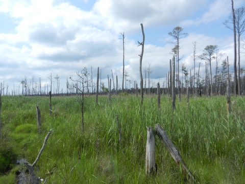 Dead and dying trees standing in green marsh grass