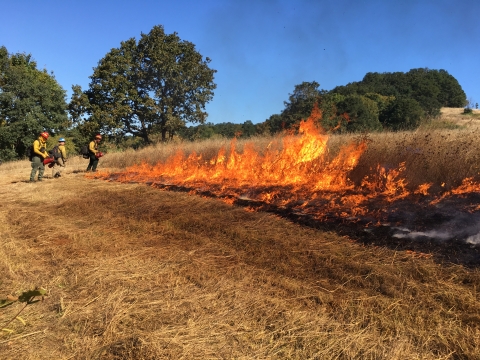 firefighters on edge of fire in field