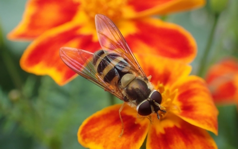 a striped fly on orange flowers