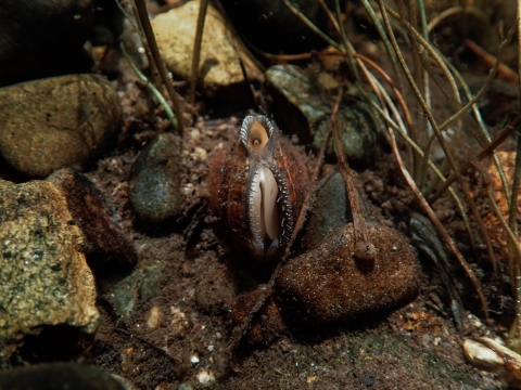 Mussel in rocky river bed