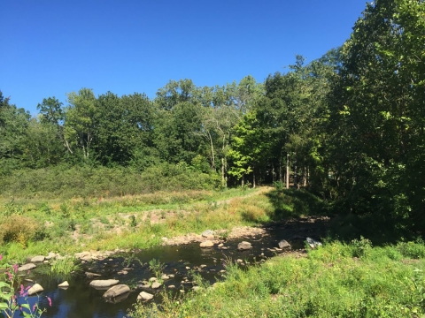 open stream flowing with woods in background