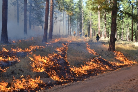 Flames run in a pattern on the ground as firefighters with drip torches are pictured in the background. Trees spaces our surround the area