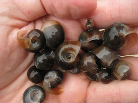 palm of a hand extended holding about 16 snail shells