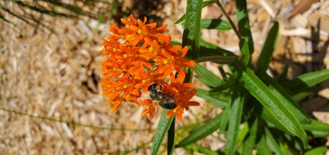 Butterfly Milkweed (Asclepias tuberosa)