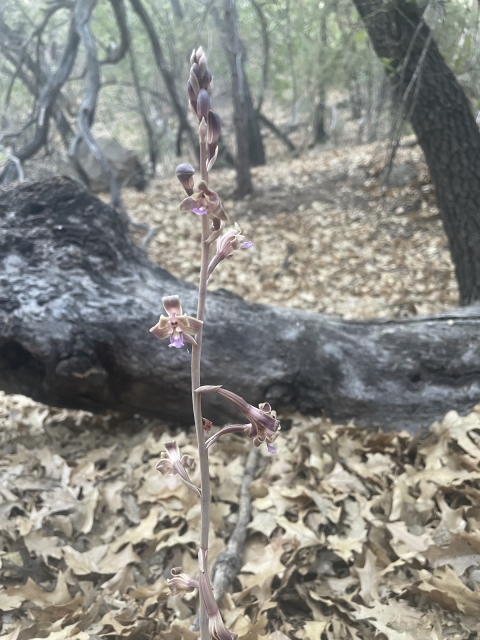 chisos coral-root