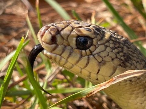 Mr. Snake, a Louisiana pinesnake that helps the U.S. Forest Service with education and outreach, smells with his tounge July 11, 2022.