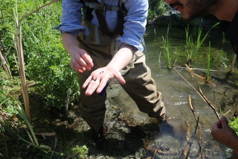 A biologist holds two pebbles in their hand