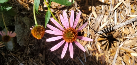 Purple coneflower (Echinacea purpurea)