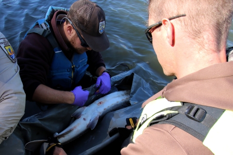 A man sews a suture on the underside of a fish being held in a river.