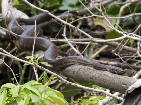 a snake with mottled brown scales moves slowly on the branch of a tree