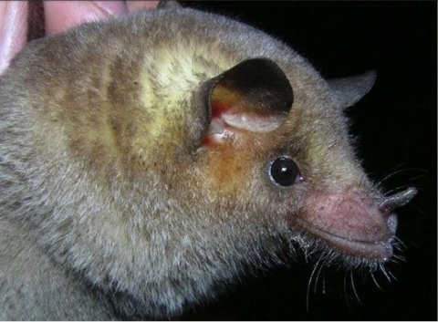 Mexican long-nosed bat