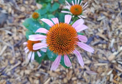 Top down picture of the orange center with light purple petals of a purple coneflower, 