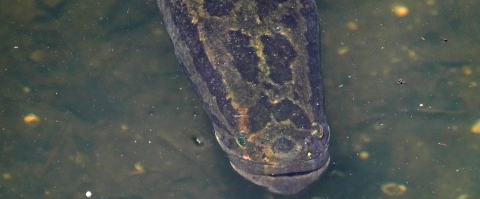 looking down at a snake-looking fish