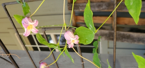 Green vining plant growing up a trellis with white, pink and yellow bell shaped flowers.