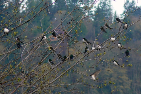 About 2 dozen birds perched in a tree with buds just opening.