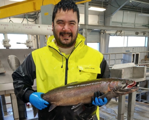 Smiling hatchery employee wearing bright yellow jacket and holding large fish with blue gloves