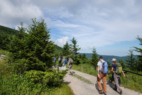 Group of people walking along a dirt road past conifer trees and a scenic vista