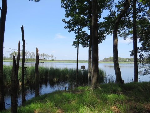 Through evergreen trees is a view of the river off of Blackwater National Wildlife Refuge. It is a sunny and clear day with blue skies reflected in the still waters.