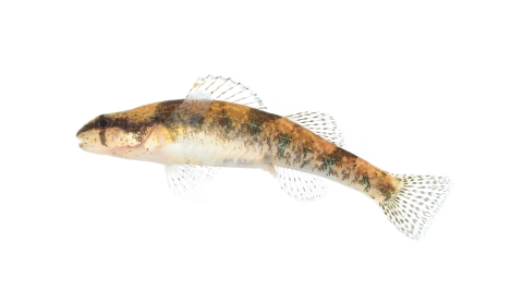 Small bodied fish with a blunt snout, rounded fins, three saddles, and a blotched mottled pattern along the sides of its body.