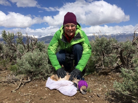 WSFR staff members handles a small juvenile pronghorn during site visit in Idaho. 