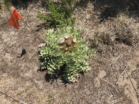 A rugged looking La Graciosa Thistle plant late in its blooming with seven or so flowers atop its radial leafy growth. An orange flag marks its location next to it.