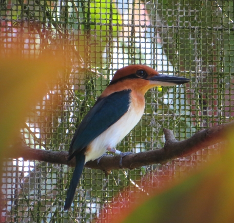 A sihek stand on a branch in a cage. It is cinnamon orange with metallic blue wings and tail. It's beak is large and black and it has a metallic blue stripe retreating from its eye like mascara.