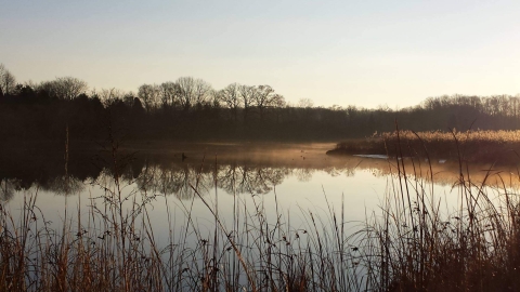 A view over a marsh in the dim morning light