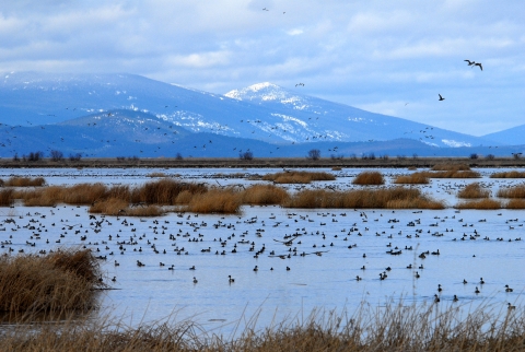 Dozens of birds are pictured in and around a body of water below a snow-capped mountain.