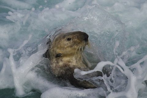 A male southern sea otter at Lover’s Point, Monterey, California. 