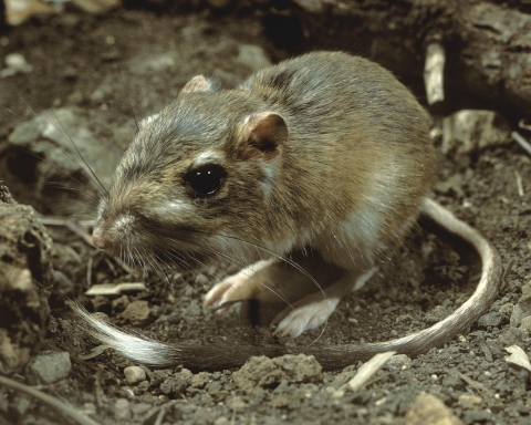 Texas kangaroo rat