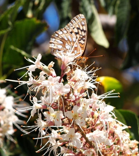 a tan, white, orange and black callippe silverspot butterfly with folded wings on a flower head