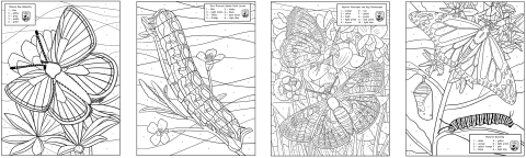 four color-by-number pages of butterfly species