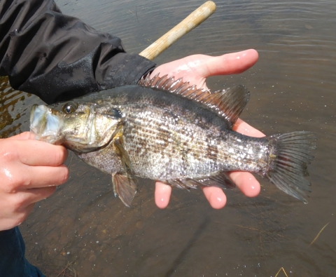 holding a Sacramento perch