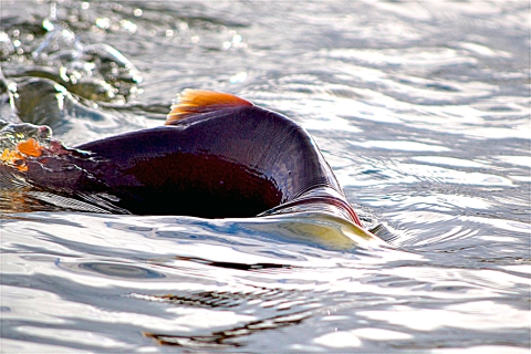 a fish breaking the surface of the water