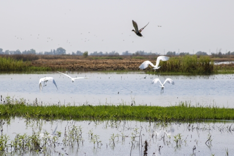 Four white egrets and a duck take flight over a flooded rice field.