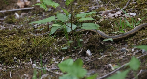 A small garter snake lays on the ground, not moving, hiding amongst native plants to protect itself. 