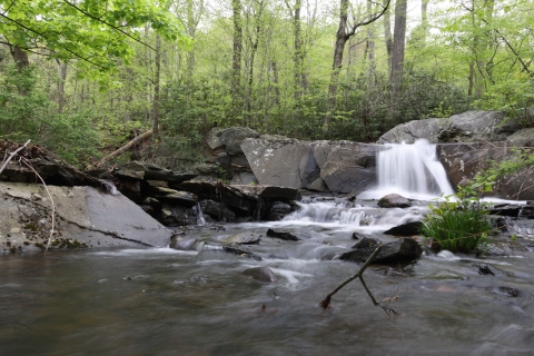 Water rushes over a small waterfall on a rocky riverbed through a forest of laurel shrubs and mixed hardwood trees. 