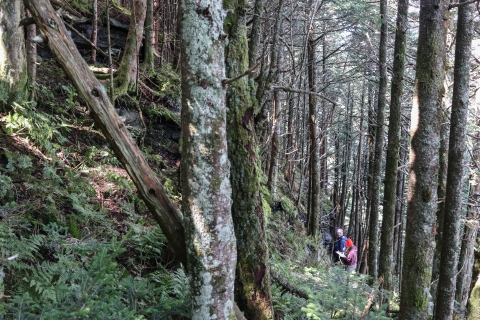 Two people standing on a steep, forested slope