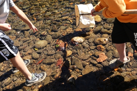 Two people standing in a shallow river, one person holding a net the other pointing at the stream