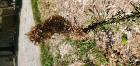 Liastris (Blazing star) seeding