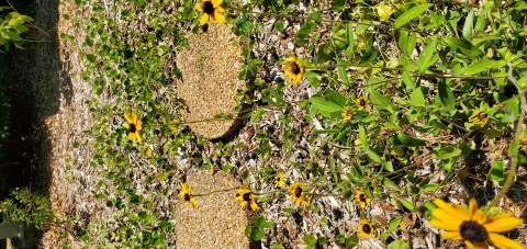 Black-Eyed Susan (Rudbeckia spp.)