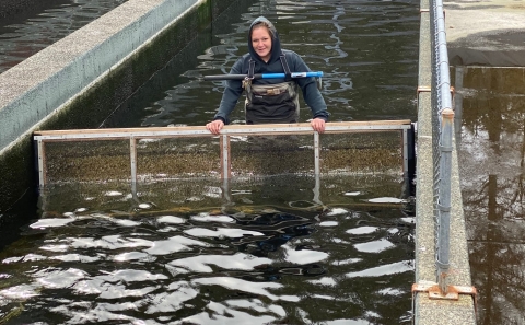 Jane Lemieux crowding adult salmon in a hatchery holding pond.