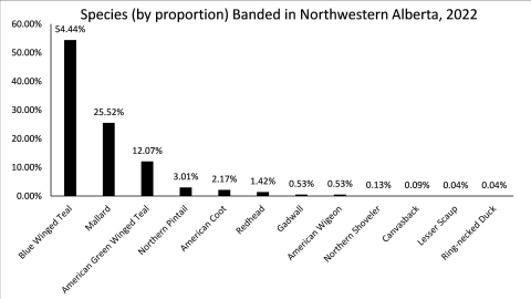 Graph of waterfowl species caught banded during banding operations in Alberta Canada. Note: Blue Winged Teal-54.44%; Mallard-25.52%; American Green Winged Teal-12.07%; Northern Pintail-3.01%; American Coot-2.17%; Redhead-1.42%; Gadwall-0.53%; American Wigeon-0.53%; Northern Shoveler-0.13%; Canvasback-0.09%; Lesser Scaup-0.04%; Ring-necked Duck-0.04%