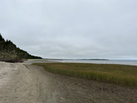 Beach landscape with short grasses in the foreground.