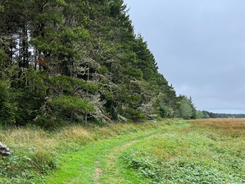 Vegetated trail curving along a forested habitat.