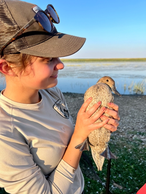 Northern Pintail 