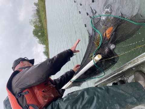 USFWS biologist S. Schlueter checking nets for muskellunge.  