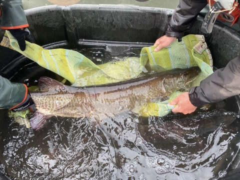 Nylon net used to transport musky from holding pen to tank for egg and milt collection.